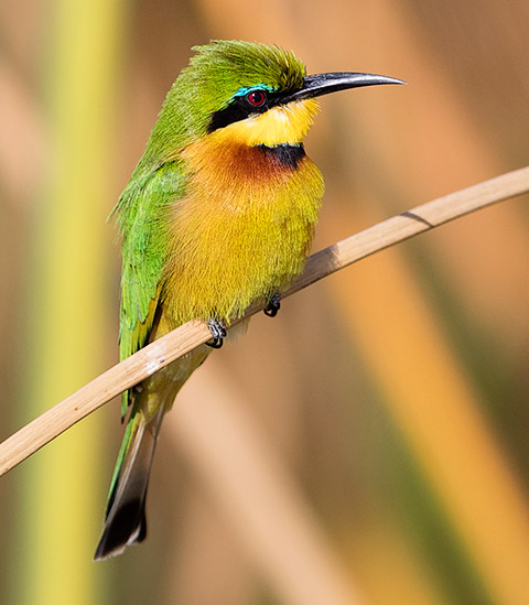 Little Bee-eater